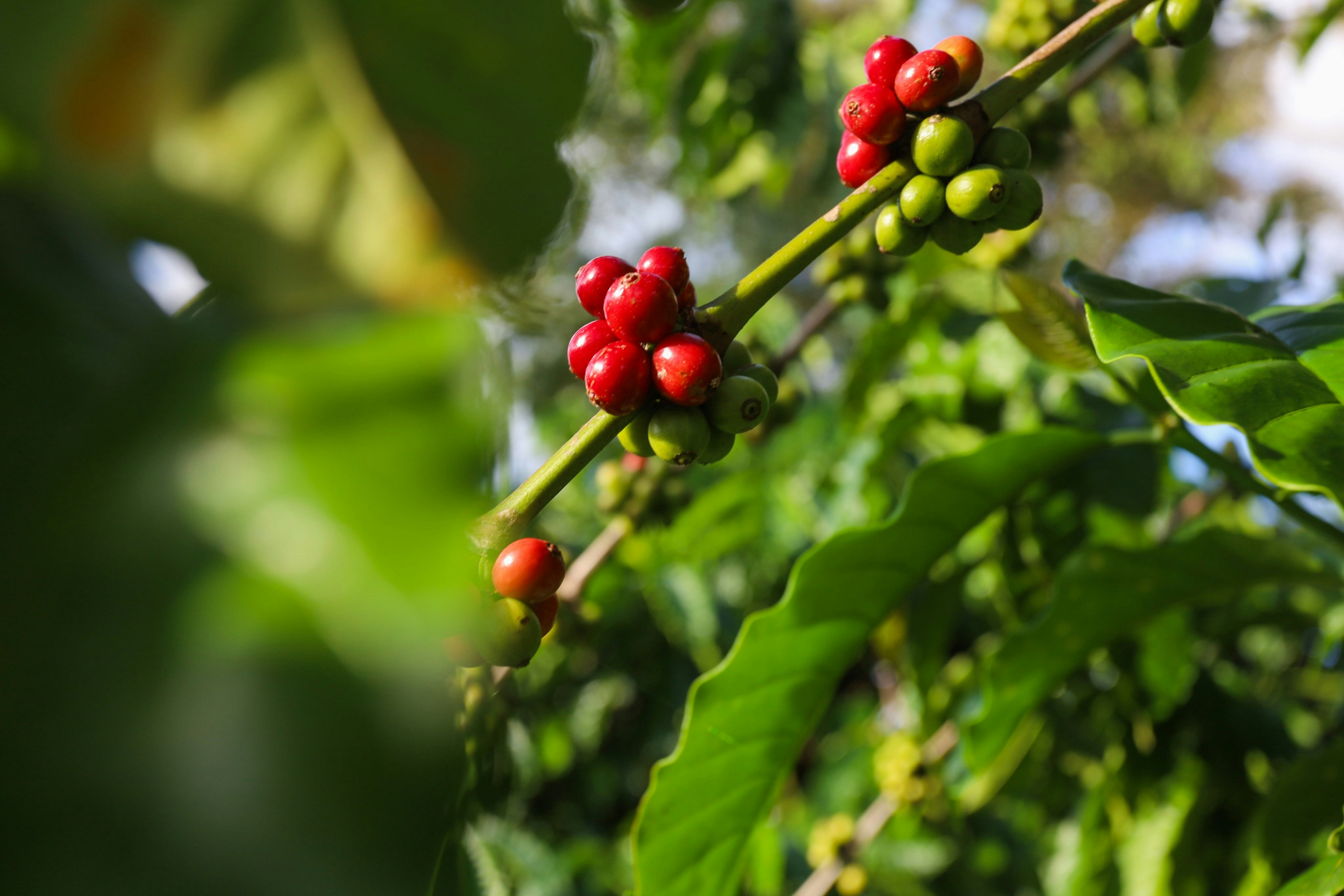 Café Arabica au Vietnam